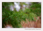 Chamaecyparis pisifera 'Squarrosa'