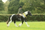 SBM_75334