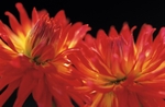 Dahlia Spanish Dancer