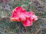 Scarlet / Splendid waxcap
