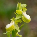 Gargano Ophrys (lacking anthocyanin pigments...apochromic) Ophrys sphegodes ssp passionis.. also O. garganica, O. passionis