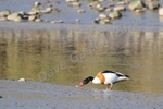 Shell Duck on Mudbank DSC_6570