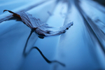 Blue 1