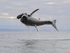 Great White Shark breach (frame 9), Mossel Bay, South Africa
