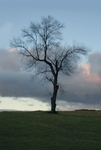 TheTree2007Layer150015