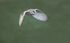 Barn Owl