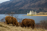 The perfect capture Highland cows and Kilchurn Castle