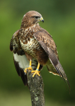 Buzzard