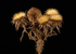 Small Creatures-5