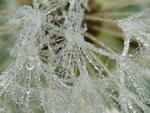Frosty Lace