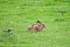 Brown Hare