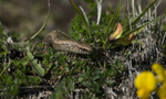 Slow-worm, Isle of Mull, Scotland