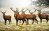 Stags