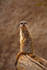 MeerKat sentry duty-5777