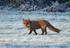 Red Fox