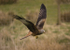 RED KITE 6
