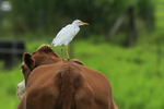 Cattle Egret perched on cow, Hawaii