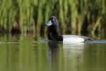 Scaup portfolio