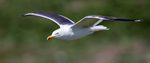 Herring Gull