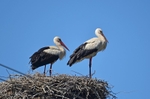 White Storks
