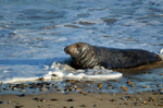 Atlantic Grey Seal