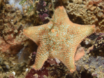 Asterina gibbosa