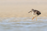 Greater Yellowlegs in shallow lagoon, Fort De Soto, Florida