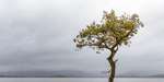 Lone tree, Milarrochy Bay