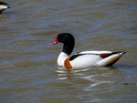 Shelduck