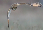 Short-eared Owl