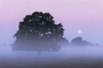 Flower Moonset