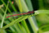 Large Red Damselfly (male) at Otmoor