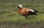 Ruddy Shelduck