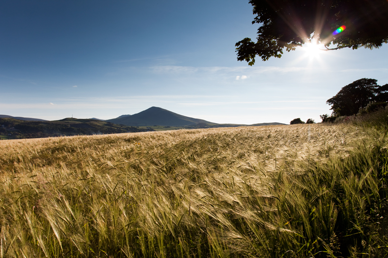 Barrule and Barley