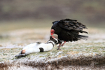 Turkey Vulture portfolio