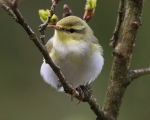 Wood Warbler