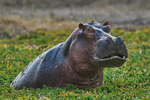 Malevolent Hippo