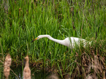 Great White Egret