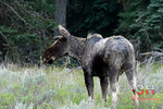 3HPhotography5-19-25_GTNP_287_