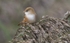 Bearded Tit, Female