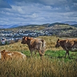 B-12-Cattle Chums over Oban
