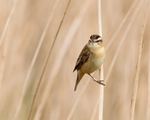 Sedge Warbler portfolio