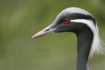 Common Crane