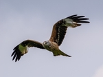 Red Kite