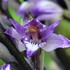 Limodorum abortivum - Violet Limodore