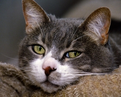 AnimalsCreatures _0081