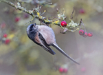 Long-tailed tit - Aegithalos caudatus