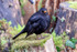 blackbird Turdus merula-3427