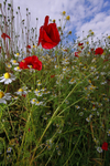 Wild Poppies in Somerset_005