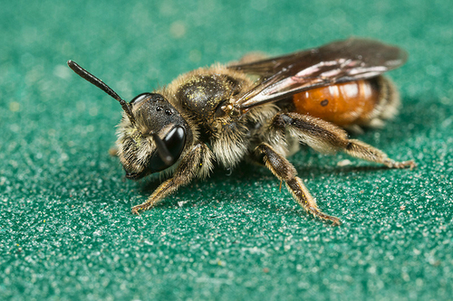[i]Andrena labiata[/i] female.  Staffordshire garden, April 2015.